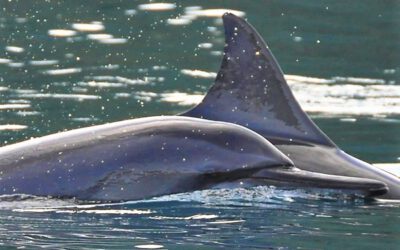 Delfin Quickies – Eine gläserne Welt