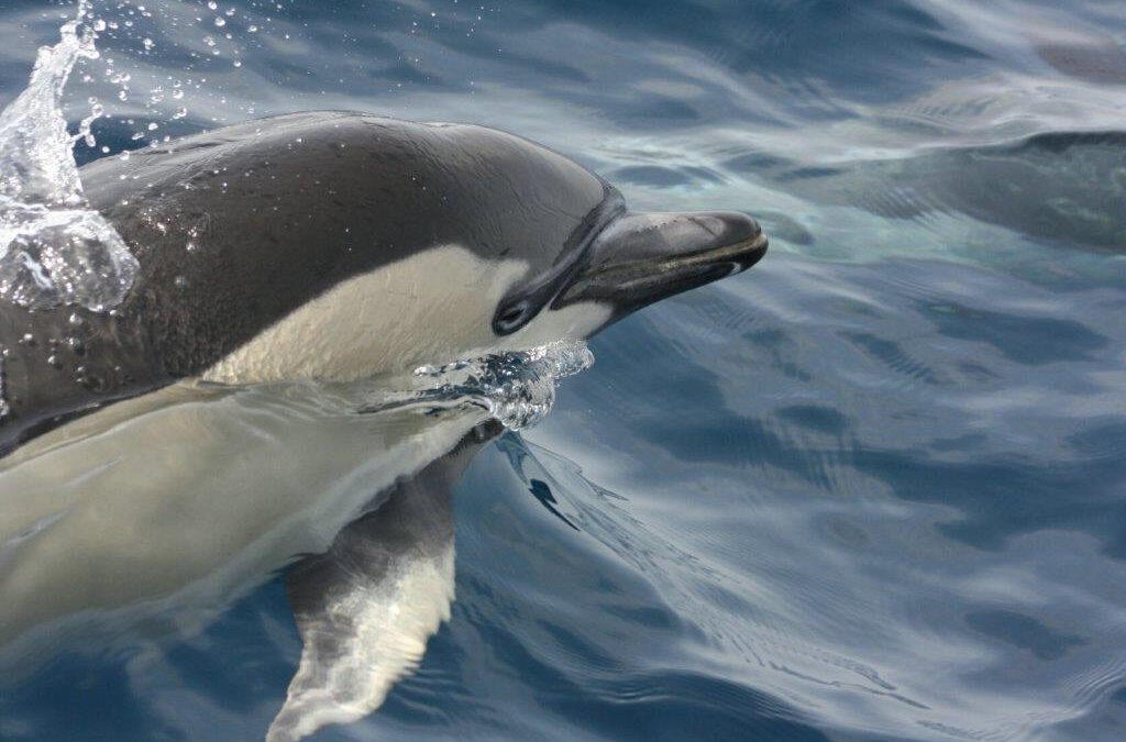 Delfin Quickies – Zeit zu Lauschen