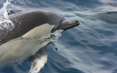 Delfin Quickies – Zeit zu Lauschen