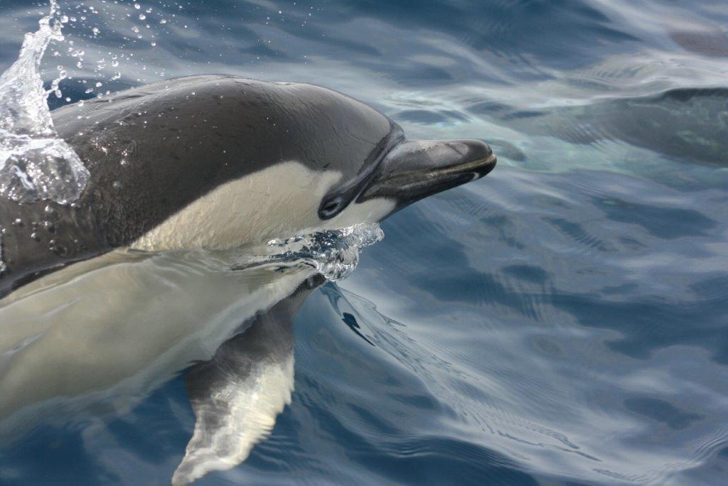 blog-susanne-braack-gewöhnlicher-delfin