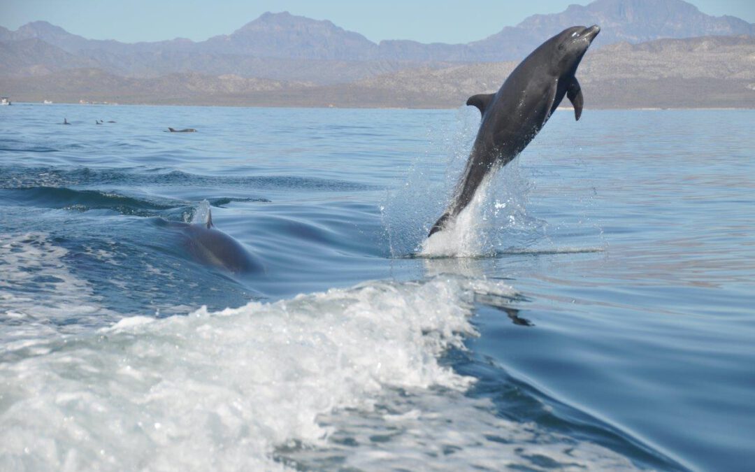 Delfin Quickies – Lebensfreude