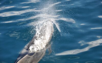Delfinisch bewusstes Atmen
